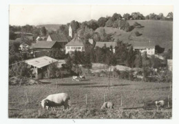 68 Haut Rhin Ligsdorf Près Ferette Mouton , Ed Photo Danner St Louis - Ferrette