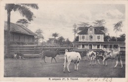 POSTCARD PORTUGAL - OLD COLONY - SÃO TOMÉ E  PRINCIPE - R. AMPARO 2º,  COW - CATTLE - FARM   , S. THOMÉ - Sao Tome Et Principe