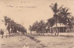 POSTCARD PORTUGAL - OLD COLONY - SÃO TOMÉ E  PRINCIPE - AVENIDA DE COQUEIROS NA CIDADE    , S. THOMÉ - Sao Tome Et Principe