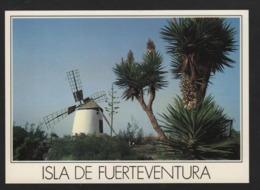 - Espagne - GRAN-CANARIAS - Isla De Fuerteventura  - Moulin à Vent , Palmiers - Fuerteventura