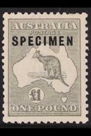 1923-24 £1 Grey Kangaroo, Overprinted "SPECIMEN", Large Part Gum, Shorter Perf At Top.. For More Images, Please Visit Ht - Altri & Non Classificati