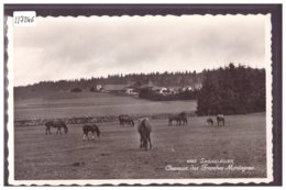 SAIGNELEGIER - CHEVAUX DES FRANCHES MONTAGNES - TB - Saignelégier