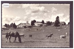 SAIGNELEGIER - CHEVAUX DES FRANCHES MONTAGNES - TB - Saignelégier