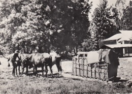 CP ZAMBIE - ZAMBEZE - AFRIQUE - AMBULANCE ZAMBEZIENNE - Zambie