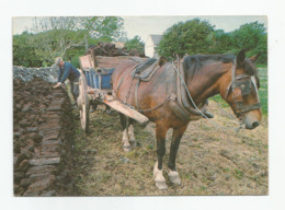 Cpm Métier Ireland Stacking The Turf For Winter Attelage Cheval , Photograph Peter O Toole - Farmers