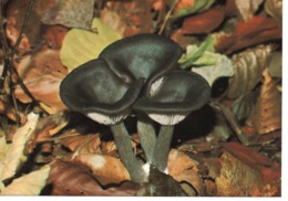 CLITOCYBE CYATHIFORMIS (LANGE) - CLITOCYBE EN COUPE - Paddestoelen