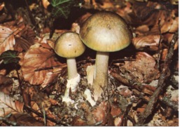 AMANITA PHALLOIDES - AMANITE PHALLOIDE - Mushrooms