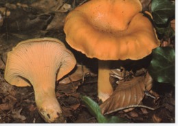 CANTHARELLUS CIBARIUS - CHANTERELLE - Mushrooms