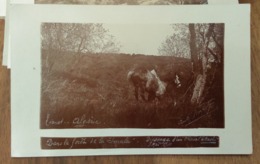 Tiaret, Algérie, 1910 - Dans La Forêt De La Smala, Dressage D'un Cheval Attaché - Photo Carte Postale - Tiaret