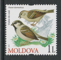 MOLDOVA 2010 Birds Of Moldova / House Sparrow: Single Stamp UM/MNH - Passeri