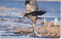 TARJETA DE SUECIA DE UN AGUILA PESCADORA (EAGLE-PAJARO-BIRD) - Águilas & Aves De Presa