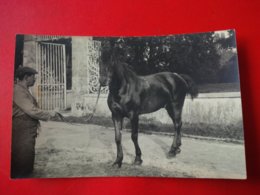 CARTE PHOTO CHEVAL - Pferde
