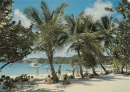 Cp , 971 , GUADELOUPE , SAINT-BARTHÉLÉMY, Sous Les Cocotiers - Saint Barthelemy