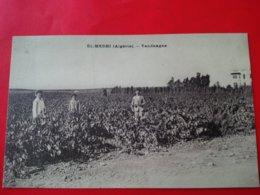 EL MEDHI VENDANGES - Altri & Non Classificati