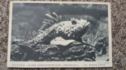 CPA MONACO MUSEE OCEANOGRAPHIQUE AQURIUM POISSON LA RASCASSE PHOTO BARBA ED ROBAUDY - Musée Océanographique