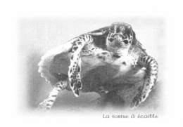 La TORTUE à écaille - Tirage Limité 12 Ex - Tartarughe