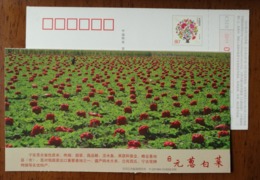 Yuanchong Chinese Cabbage Field,China 2011 Mudanjiang Post Ning'an Landscape Advertising Pre-stamped Card - Groenten