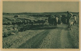 ISLANDE ISLAND CARTE POSTALE ANCIENNE METIER AGRICULTURE CHEVAUX BREFSPJALD - Islande