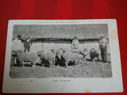 VISTA CAMPESTRE ARGENTINA MOUTONS - Argentinien