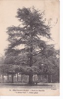 CHAVILLE VELIZY(ARBRE) CEDRE DE LIBAN - Velizy