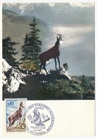 FRANCE - Carte Maximum - Izard - Parc National Des Pyrénées - TARBES - 24 Avril 1971 - 1970-1979