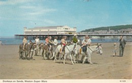 Weston Super Mare - Donkey On Sands 1970 - Weston-Super-Mare
