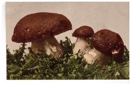 Mushroom. Fungus. Boletus Germany PC 1914 - Mushrooms