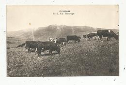 Cp, Agriculture , élevage ,L'AUVERGNE , Un Pâturage , Vaches ,  Vierge - Allevamenti