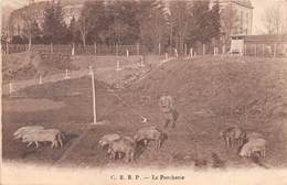 RAMBERVILLERS - C.R.R.P. - Caserne Gibon - La Porcherie - Cochons - Rambervillers