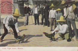 Amérique - Mexique Mexico - Mexico - Cock Fight Scene - Combat De Coqs - Pelleas De Gallos  - Matasellos 1908 - Mexique