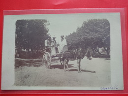 CARTE PHOTO CHERCHELL ATTELAGE ANE - Autres & Non Classés