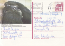 ANIMALS, MAMMALS, GORILLA, STUTTGART ZOO, PC STATIONERY, ENTIER POSTAL, 1985, GERMANY - Gorilas