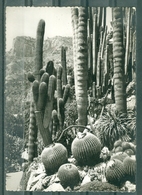 CACTUS - LA COTE D'AZUR - Végétation Exotique - Cactus