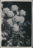 Cca 1933 Kinszki Imre (1901-1945) Budapesti Fotóművész Hagyatékából, Pecséttel Jelzett Vintage Fotó (Kerti Spiraea), 17x - Otros & Sin Clasificación