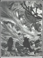 Németh József (1911-2006): Ornamentika, Feliratozott, Aláírt Fotóművészeti Alkotás, 30×40 Cm - Sonstige & Ohne Zuordnung