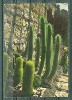 CACTUS - LA COTE D'AZUR - JARDIN EXOTIQUE - Aux Ets F. Delrue à La Frontière Franco-Italienne - Cactus