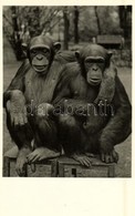 ** T1 Budapest XIV. Székesfővárosi Állatkert, Az állatkerti Csimpánzpár - Ohne Zuordnung