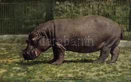 ** T2/T3 New York City, New York Zoological Park, Hippopotamus 'Pete' (EK) - Sonstige & Ohne Zuordnung