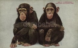 ** T2 New York City, New York Zoological Park, Chimpanzees - Other & Unclassified