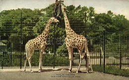 ** T2 New York City, New York Zoological Park, Giraffes - Other & Unclassified