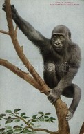 ** T2/T3 New York City, New York Zoological Park, Gorilla (worn Corner) - Sonstige & Ohne Zuordnung