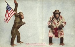 ** T2 New York City, New York Zoological Park, Chimpanzee 'Baldy' - Otros & Sin Clasificación