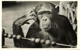** T1 A Csimpánz Tanul, Kiadja Budapest Székesfőváros állat- és Növénykertje / Chimpanzee Taking A Lesson, Budapest Zoo - Sin Clasificación