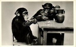 ** T1 Maxi és Mietze Ebédel, Kiadja Budapest Székesfőváros állat- és Növénykertje / Chimpanzees Having Dinner, Humour, B - Ohne Zuordnung