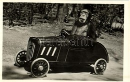 ** T1 Csimpánz Gépkocsiban, Kiadja Budapest Székesfőváros állat- és Növénykertje / Chimpanzee Driving An Automobile, Hum - Ohne Zuordnung