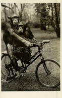 ** T1 Kerékpározó Csimpánzok Az állatkertben, Kiadja Budapest Székesfőváros állat- és Növénykertje / Chimpanzees Riding  - Sin Clasificación