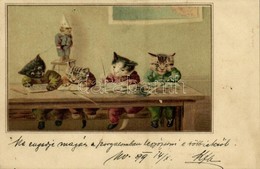 * T2 1899 Cat School. Litho - Ohne Zuordnung