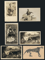 BRAZIL: ANIMALS: 6 Old PCs, Some Are Real Photo PCs, With Different Views: Cocodrile, Serpent, Otter Etc., Fine To VF - Other & Unclassified