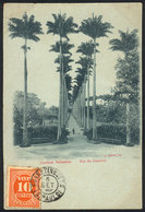 BRAZIL: RIO DE JANEIRO: Botanical Garden, Dated 1903, Ed.Ribeiro, VF! - Other & Unclassified