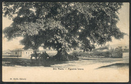 BRAZIL: SAO PAULO: Fig Tree, Editor Gaensly, Circa 1900, VF - Autres & Non Classés